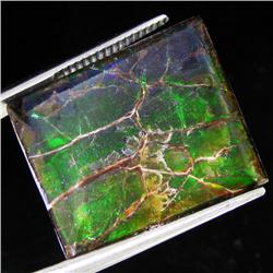 14.80ct Rare Glowing Multi-color Ammonite Triplet (GEM-31997)