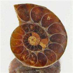 10.14ct Opalized Prehistor Ammonite Jewelry Half (GEM-30438)