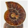 10.14ct Opalized Prehistor Ammonite Jewelry Half (GEM-30438)
