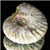 Image 1 : 130ct Opalized Ammonite Full Uncut (MIN-000246)