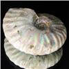 Image 2 : 130ct Opalized Ammonite Full Uncut (MIN-000246)