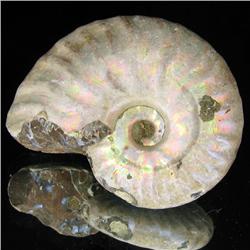 105ct Opalized Ammonite Full Uncut (MIN-000261)