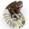 Image 2 : 250ct Fire Polished Fossilized Ammonite Whole (MIN-000026)