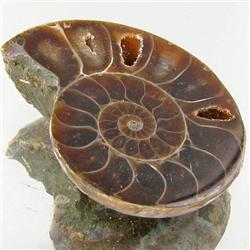 33.82ct Opalized Prehistor Ammonite Jewelry Half (GEM-31857)