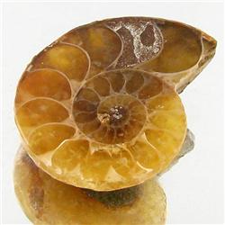12.40ct Opalized Prehistor Ammonite Jewelry Half (GEM-30482)