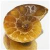 12.40ct Opalized Prehistor Ammonite Jewelry Half (GEM-30482)