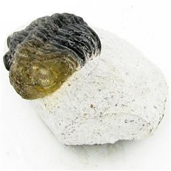 665ct Fossilized Tribolite On Base Material (MIN-000239)