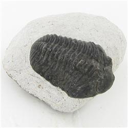 635ct Fossilized Tribolite On Base Material (MIN-000226)