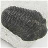 Image 2 : 635ct Fossilized Tribolite On Base Material (MIN-000226)