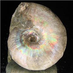 150ct Opalized Ammonite Full Uncut (MIN-000276)