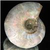 Image 2 : 285ct Opalized Ammonite Full Uncut (MIN-000267)