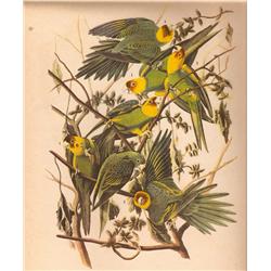 John James Audubon Circa 1946 ~ Carolina Parakeet