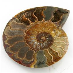 1525ct Opalized Crystalized Lg Ammonite Cut Half (MIN-000008)