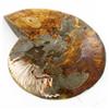 Image 2 : 1525ct Opalized Crystalized Lg Ammonite Cut Half (MIN-000008)