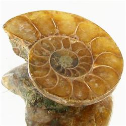 12.98ct Opalized Prehistor Ammonite Jewelry Half (GEM-30382)