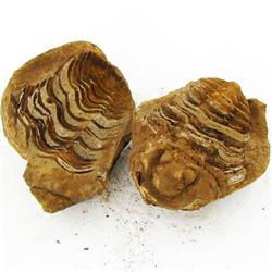 545ct Natural Tribolite Fossil Uncleaned In Nodule (MIN-000216)