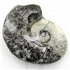 Image 2 : 205ct Fire Polished Fossilized Ammonite Whole (MIN-000027)