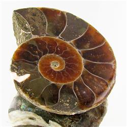 30.12ct Opalized Prehistor Ammonite Jewelry Half (GEM-30370)