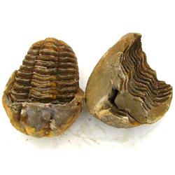 540ct Natural Tribolite Fossil Uncleaned In Nodule (MIN-000205)