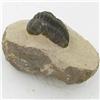 Image 1 : 2685ct Fossilized Tribolite On Base Material (MIN-000232)