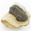 Image 1 : 1040ct Fossilized Tribolite On Base Material (MIN-000238)