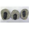 Image 1 : Three Trilobites