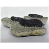 Image 2 : Three Trilobites
