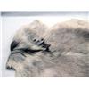 Image 2 : Goat Pelt Rug