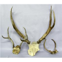 3 Pair of Deer Antlers