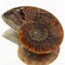 17.47ct Opalized Prehistor Ammonite Jewelry Half (GEM-30378)