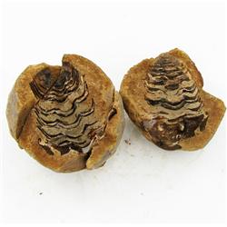 600ct Natural Tribolite Fossil Uncleaned In Nodule (MIN-000215)