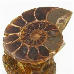 19.02ct Opalized Prehistor Ammonite Jewelry Half (GEM-30401)