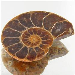 11.52ct Opalized Prehistor Ammonite Jewelry Half (GEM-30428)
