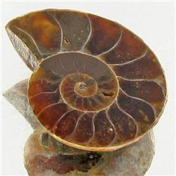 9.53ct Opalized Prehistor Ammonite Jewelry Half (GEM-30415)