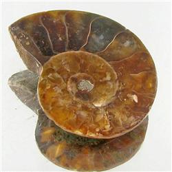 12.60ct Opalized Prehistor Ammonite Jewelry Half (GEM-30456)