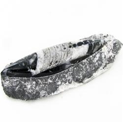 2035ct Orthoceras Fossil Cluster (MIN-000052)