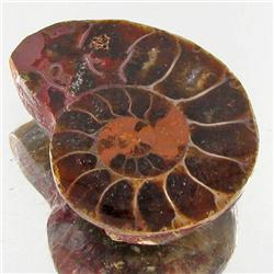 20.75ct Opalized Prehistor Ammonite Jewelry Half (GEM-30499)