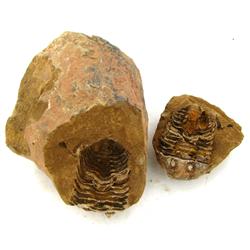 2375ct Natural Tribolite Fossil Uncleaned In Nodule (MIN-000199)