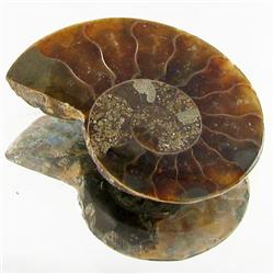 9.65ct Opalized Prehistor Ammonite Jewelry Half (GEM-30390)