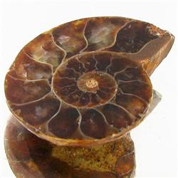 17.00ct Opalized Prehistor Ammonite Jewelry Half (GEM-30400)