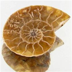 7.78ct Opalized Prehistor Ammonite Jewelry Half (GEM-30481)