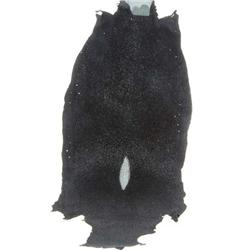 Black Stingray Skin Pelt (CLB-107)