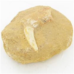 2055ct Fossilized Dinosaur Tooth (MIN-000243)