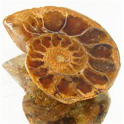 16.57ct Opalized Prehistor Ammonite Jewelry Half (GEM-30376)