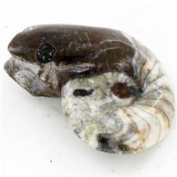 250ct Fire Polished Fossilized Ammonite Whole (MIN-000026)