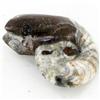 Image 1 : 250ct Fire Polished Fossilized Ammonite Whole (MIN-000026)