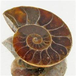 9.97ct Opalized Prehistor Ammonite Jewelry Half (GEM-30424)