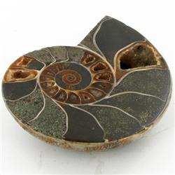 970ct Opalized Crystalized Lg Ammonite Cut Half (MIN-000017)