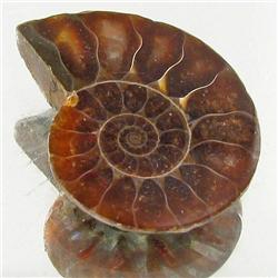 18.35ct Opalized Prehistor Ammonite Jewelry Half (GEM-30459)