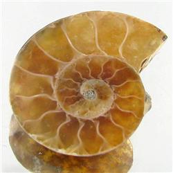 15.64ct Opalized Prehistor Ammonite Jewelry Half (GEM-30433)